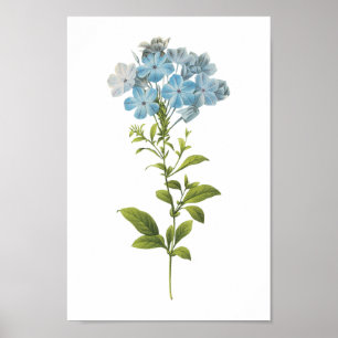 Pôster leadwort (caerulea do Plumbago) por Redouté