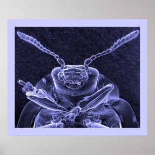 Pôster Leaf Beetle Image - Scanning Eletron Microscope