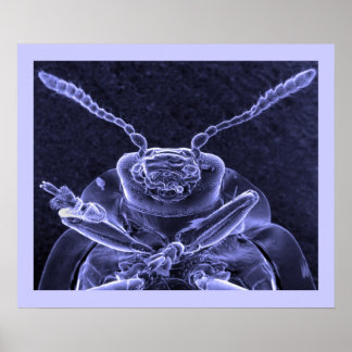 Pôster Leaf Beetle Image - Scanning Eletron Microscope