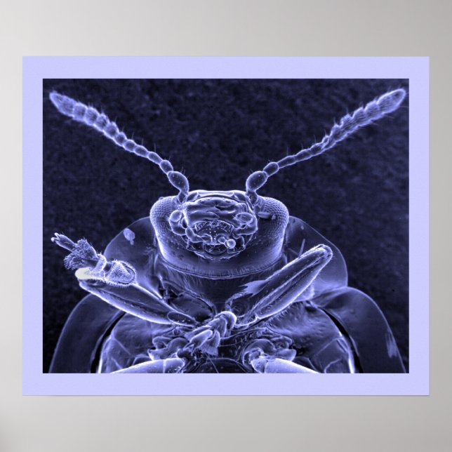 Pôster Leaf Beetle Image - Scanning Eletron Microscope (Frente)