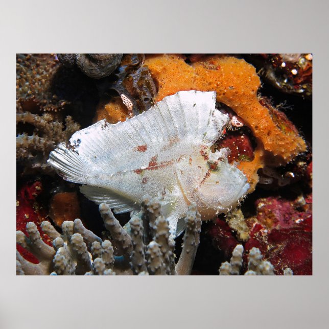 Poster Leafy Scorpionfish (Frente)
