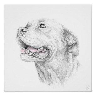 Pôster Lealdade, um Staffordshire Terrier americano