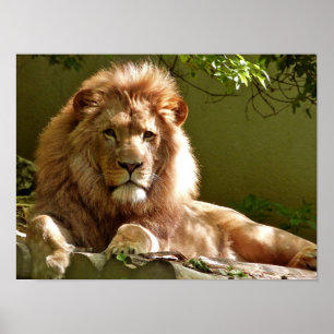 Poster Leão