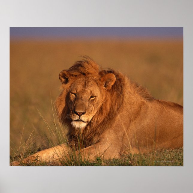 Pôster Leão (Frente)