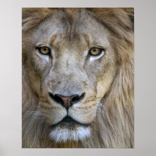 Poster Leão adulto macho no Sacramento Zoo, CA