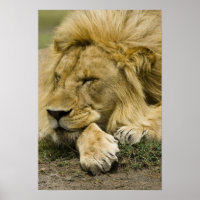 Leão Africano, Panthera leo, deitado dormindo