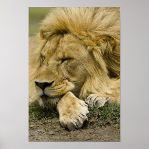 Pôster Leão Africano, Panthera leo, deitado dormindo