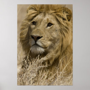 Pôster Leão Africano, Panthera leo, Retrato de um