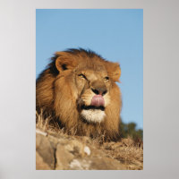 Leão Africano (Panthera Leo), savana Africana