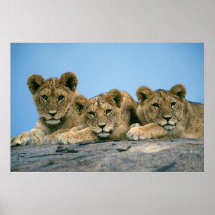 Poster Leão Cubs