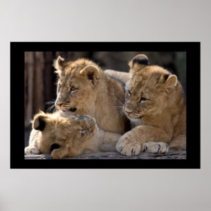 Poster Leão Cubs