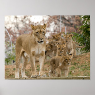 Poster Leão Cubs africano com mãe