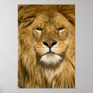 Pôster Leão-da-berbéria Africano, Panthera leo leo, um do