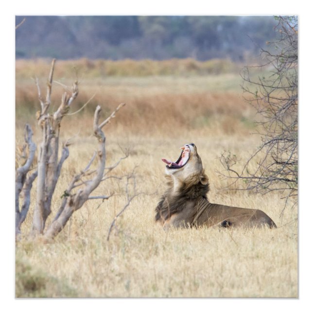 Pôster Leão de bocejo (Frente)