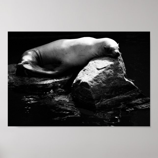 Pôster Leão de mar adormecido .1781 (Frente)