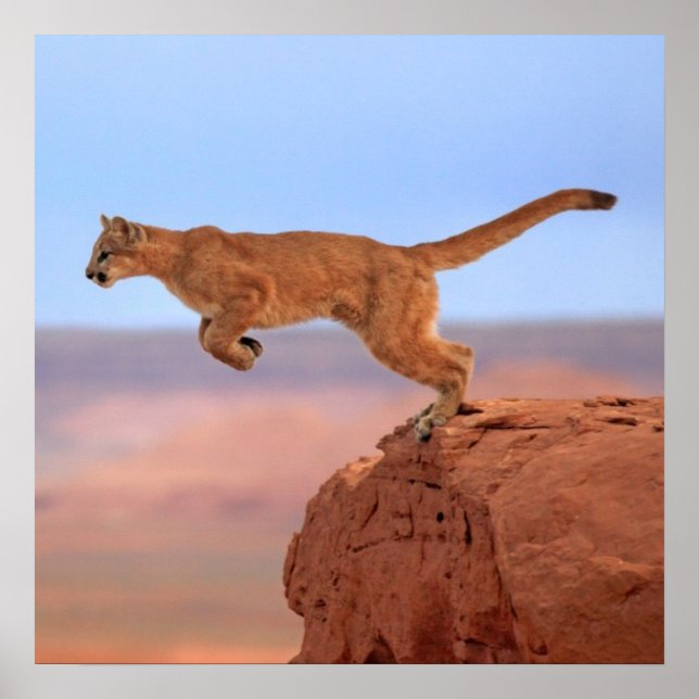 Pôster Leão de montanha (Frente)