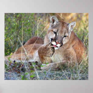 Pôster Leão De Montanha - Hmmm