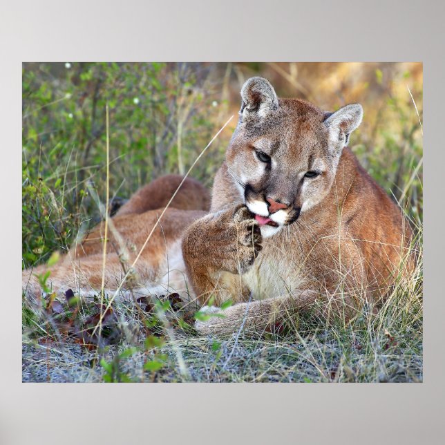 Pôster Leão De Montanha - Hmmm (Frente)