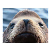 Leão-do-mar com Nariz Forma Cardíaca