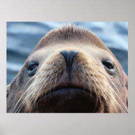 Poster Leão-do-mar com Nariz Forma Cardíaca