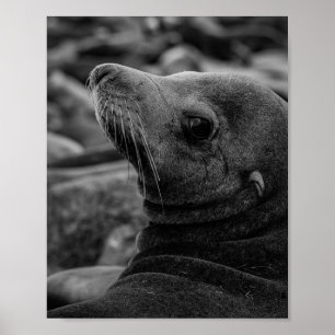 Poster Leão-do-Mar Olhando para trás - Fotografia da faun