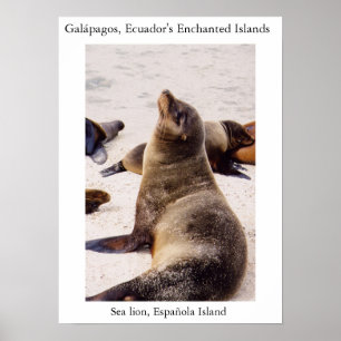 Poster Leão-do-mar relaxando os músculos do pescoço