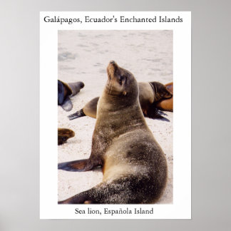 Poster Leão-do-mar relaxando os músculos do pescoço