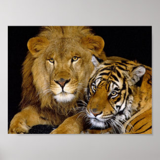Pôster Leão e Tigre