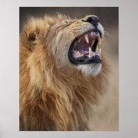 Leão macho maduro (Panthera leo) no Savuti