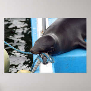Poster Leão-marinho-de-galápagos-dormindo