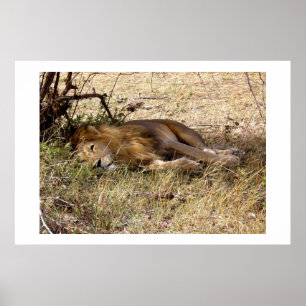 Pôster Leão no Quênia, África