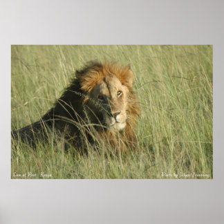 Poster Leão no Resto