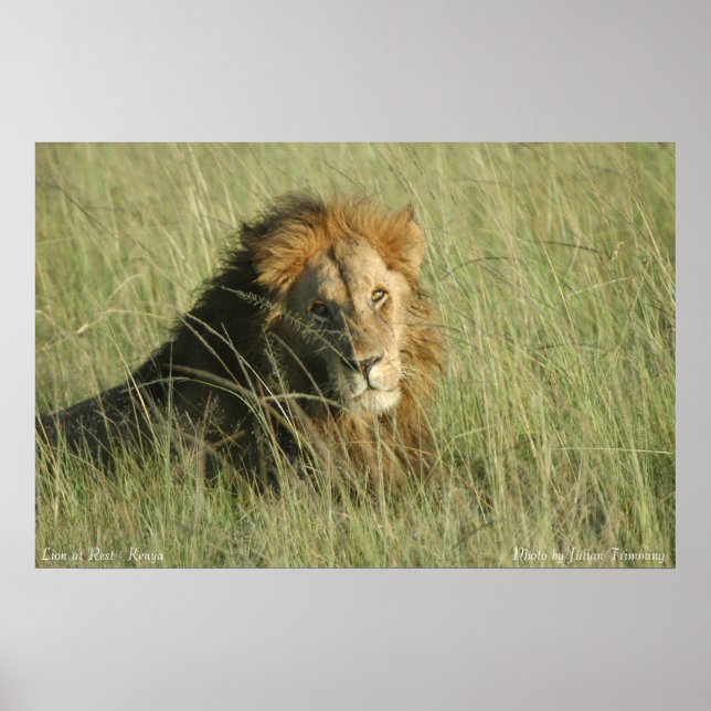 Poster Leão no Resto (Frente)