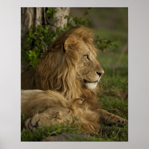 Poster Leão, Panthera leo, Lower Mara, Masai Mara GR,