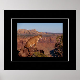 Poster Leão poster-Montanha