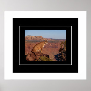 Poster Leão poster-Montanha