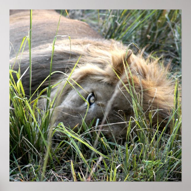 Pôster Leão preguiçoso (Frente)