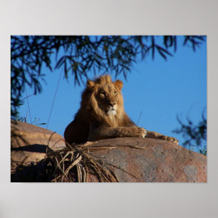Poster Leão Sunset