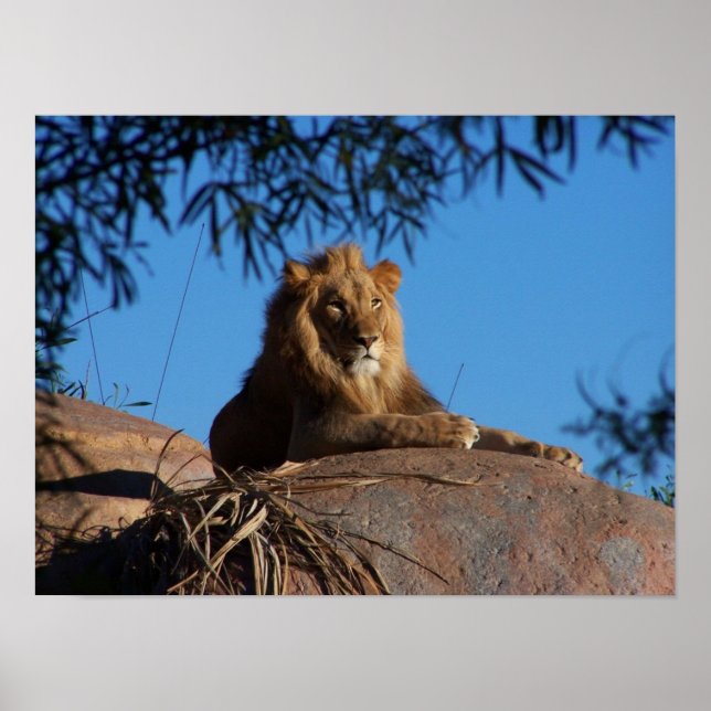 Poster Leão Sunset (Frente)