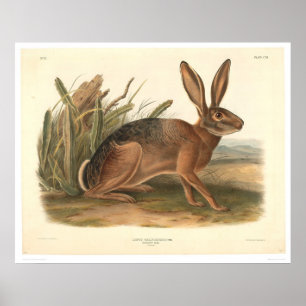 Poster Lebre de Califórnia por Audubon (0177A)