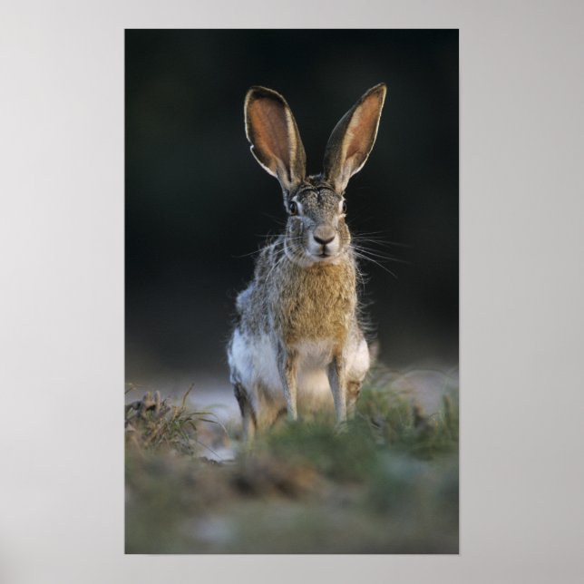 Pôster Lebre-de-cauda-preta, Lepus californicus, 2 (Frente)