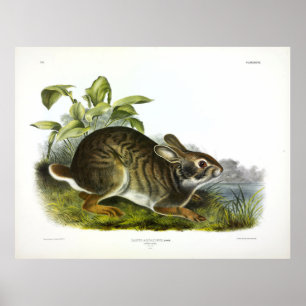 Poster Lebre de pântano (Coelho do pântano) por Audubon