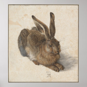 Pôster Lebre nova por Albrecht Durer