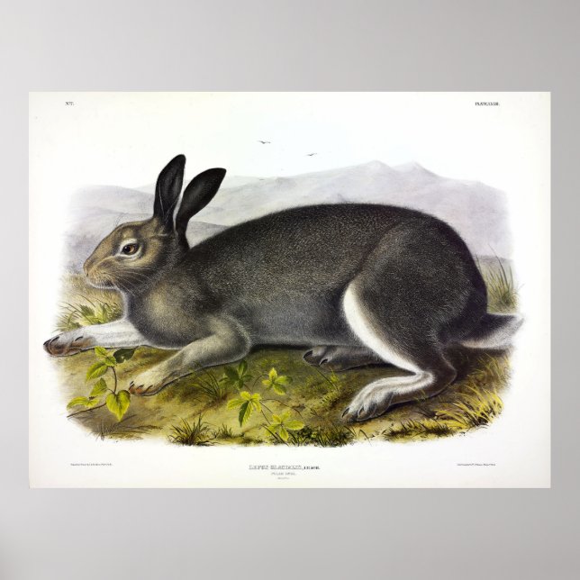 Poster Lebre Polar, Lebre Ártico, Lepus arcticus por Audu (Frente)