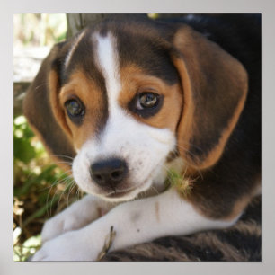 Pôster Lebreiro do cão de filhote de cachorro
