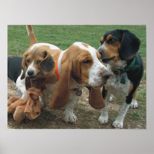 Pôster Lebreiros & amigos de Basset Hound