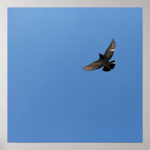 Poster Legal ave moderna voadora simples design moderna