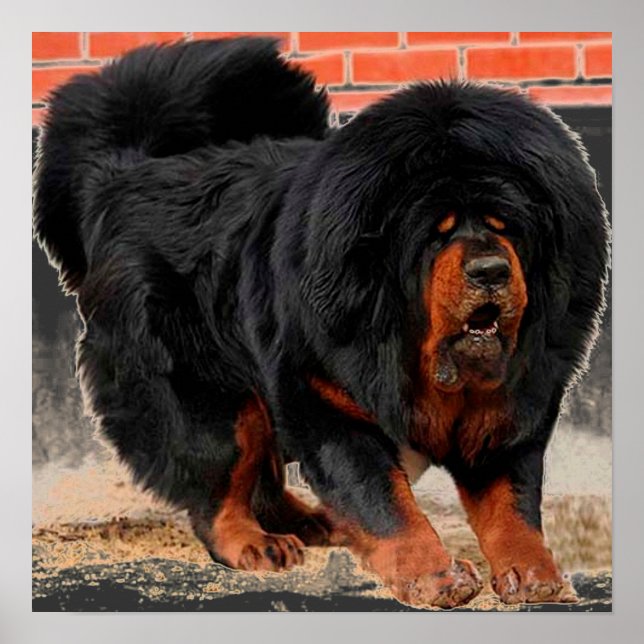 Pôster Legal Cão Lover Tibetan Mastiff (Frente)