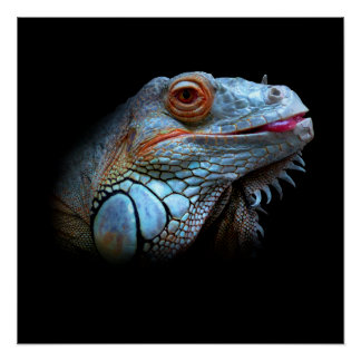 Pôster Legal Iguana Azul