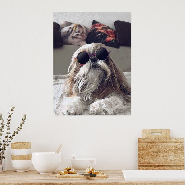 Poster Legal Shih Tzu longos óculos de sol (Cozinha)